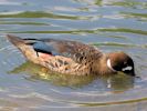 Bronze-Winged Duck (WWT Slimbridge July 2013) - pic by Nigel Key